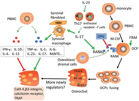 The Role Of Osteoclasts In Psoriatic Arthritis International Journal