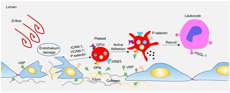 IJMS Free Full Text Targeting Platelet In Atherosclerosis Plaque