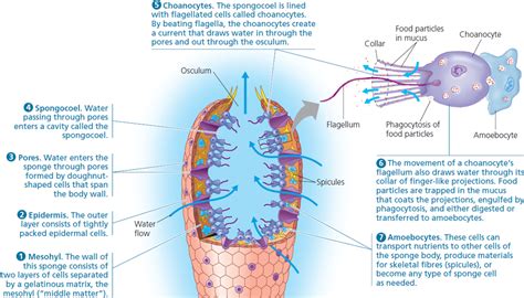 Phylum Porifera Diagram | Quizlet