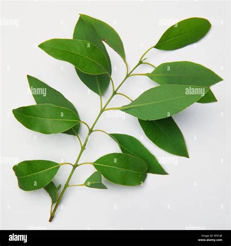 Santalum album, leaves from Indian Sandalwood tree Stock Photo - Alamy