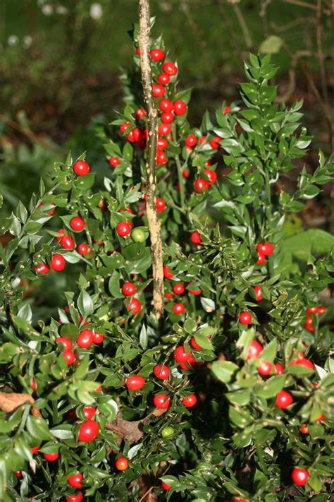 26 Beautiful Shrubs And Bushes With Red Berries