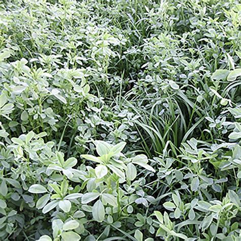 E Baralfa X Hybrid Alfalfa Grass Mixture Best Forage