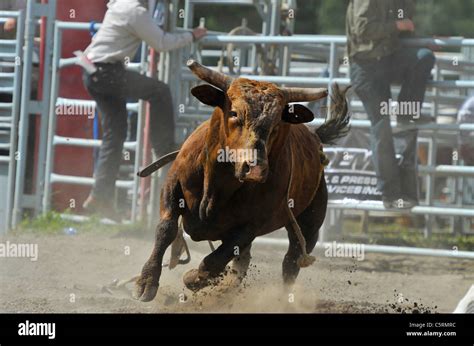 A rodeo bucking bull charges after a competitor in the rodeo arena ...