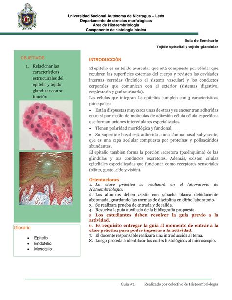 Guía 3 Tejido Epitelial Y Glandular Departamento De Ciencias Morfológicas Área De