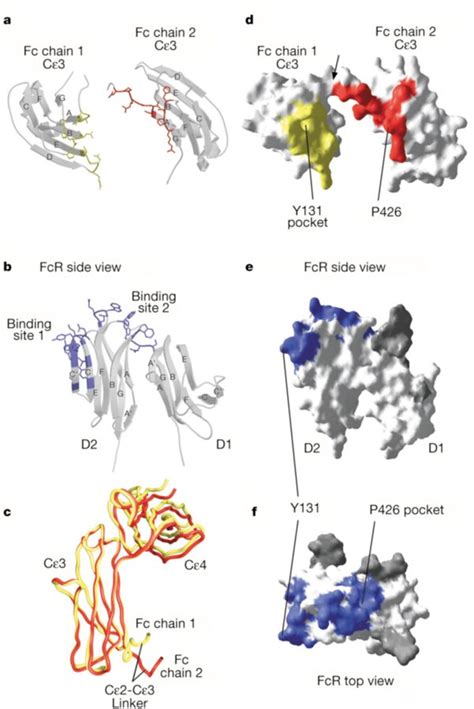 Structure Of The Fc Fragment Of Human Ige Bound To Its High Affinity Receptor Fcεriα Nature