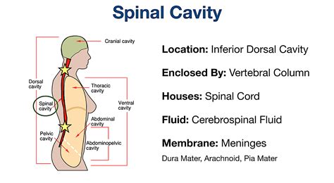 Spinal Cavity Diagram