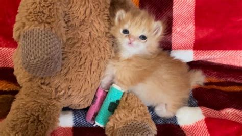 Tater Tot, a kitten with special needs that was saved by Salt Lake City ...