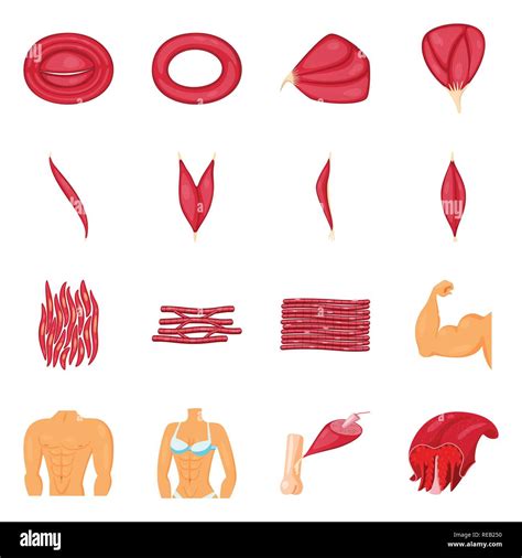 Uvula human Stock Vector Images - Alamy