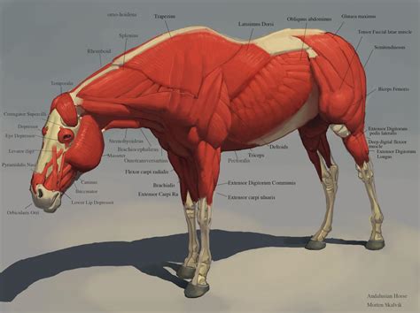 Horse Muscles by awesomeplex on DeviantArt