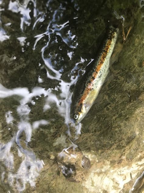 Western Blacknose Dace From Miracle Ln Loveland Oh Us On June