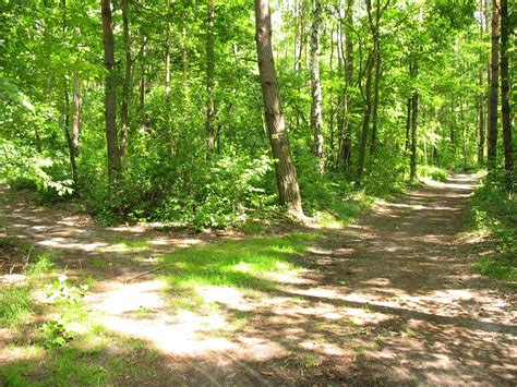 Las Młochowski - Podkowa Leśna 