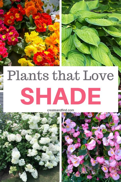 The Best Plants That Grow In Shade Shade Garden Plants Shade