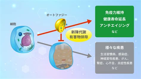 オートファジー活性評価 ヒューマン・メタボローム・テクノロジーズ株式会社