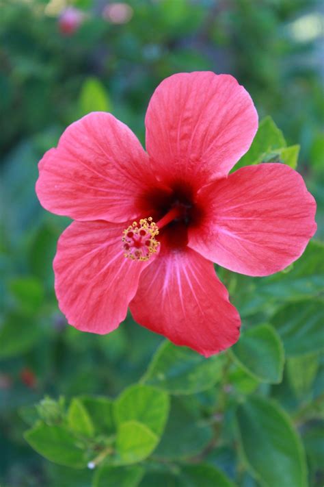 Your Ultimate Guide To Growing A Perfect Hibiscus Plant Hibiscus Plant Climbing Rose Plants