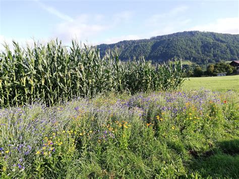 Bl Hende Landschaften Gitapp Link