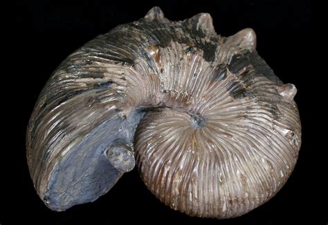 Ammonite Fossils From The Fox Hills Formation And Pierre Shale Of South