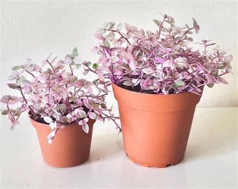 Callisia Repens Tradescantia Pink Panther Tradescantia Etsy