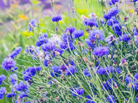 Plantation Et Entretien Du Bleuet