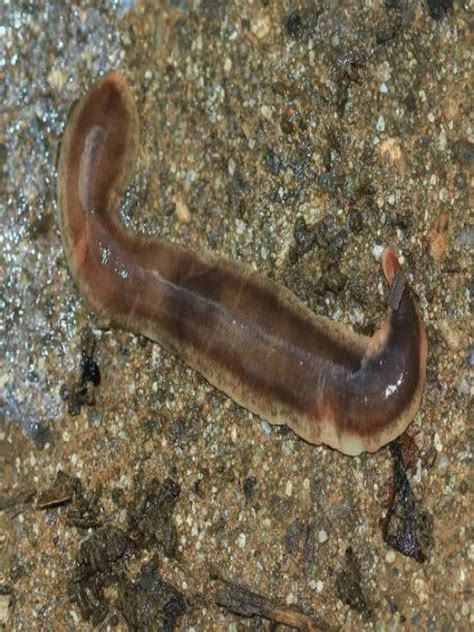 Surprising facts about flatworm - MindStick YourViews – MindStick YourViews