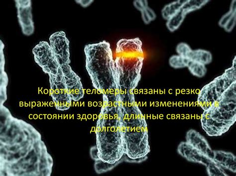 Теломераза и старение - презентация онлайн