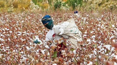 Boycott Du Coton Du Xinjiang R Percussions Pour La Justice Du Travail