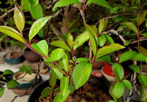 Viburnum Prunifolium ‘summer Magic Bonsai Colorado Rocky Mountain