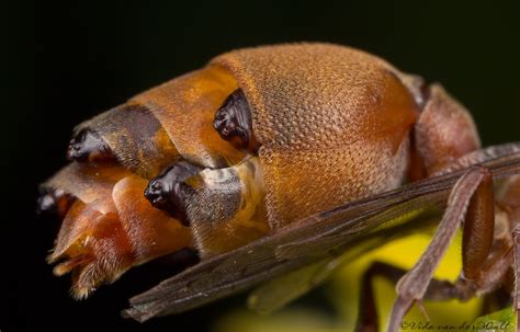 Ropalidiaspeciesstylopized Waspweb