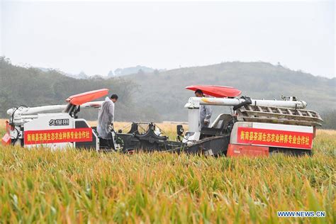 China Focus Third Generation Hybrid Rice Achieves High Yield Xinhua