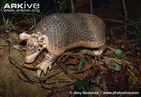 Southern Naked Tailed Armadillo Alchetron The Free Social Encyclopedia