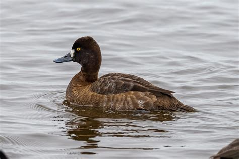 Dsc D Lesser Scaup Female Stephen Getty Flickr