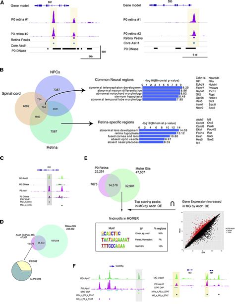 Ascl Chip Seq From Ascl Overexpressing M Uller Glia And P Retinal