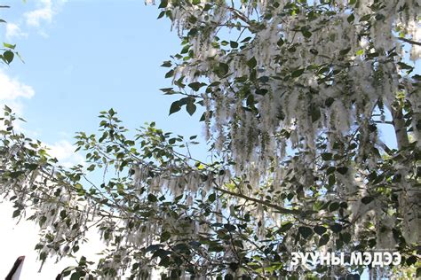 Д.Сүхбат:Улиас модны унгарил гарах хугацаа нь 14 хоног үргэлжилнэ