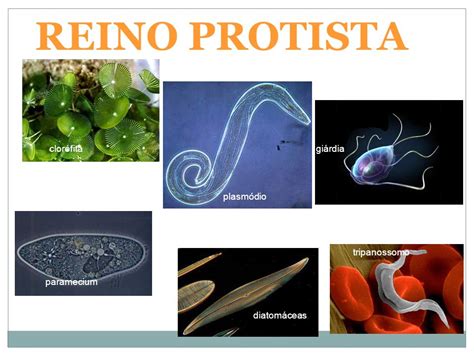 Las Mejores Im Genes De Reino Protista Reino Protista Alga Y The Best