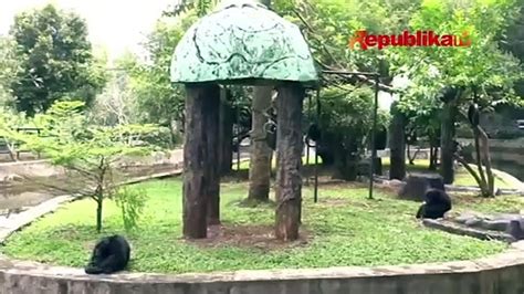 Ragunan Diprediksi Tembus Ribu Pengunjung Di Lebaran Kedua Video