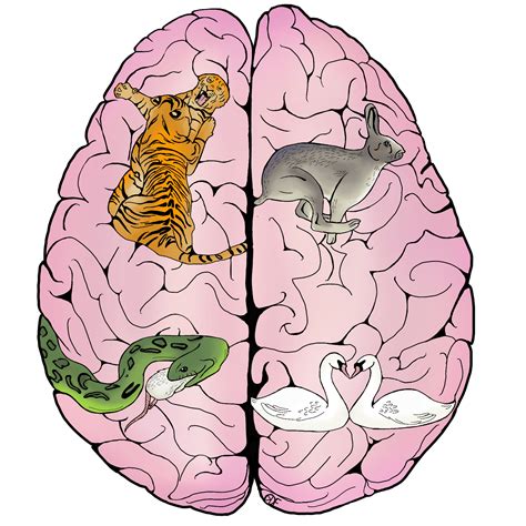 The Study Of Instinct Unraveling How The Brain Generates Behavior