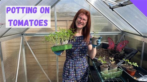 Potting On Tomatoes How To Fix Leggy Tomato Seedlings Youtube