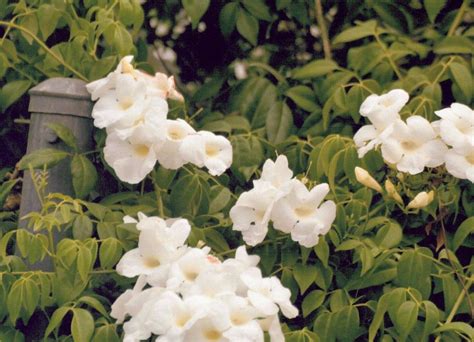 Pandorea Jasminoides Cv Albawhite C Abceeds