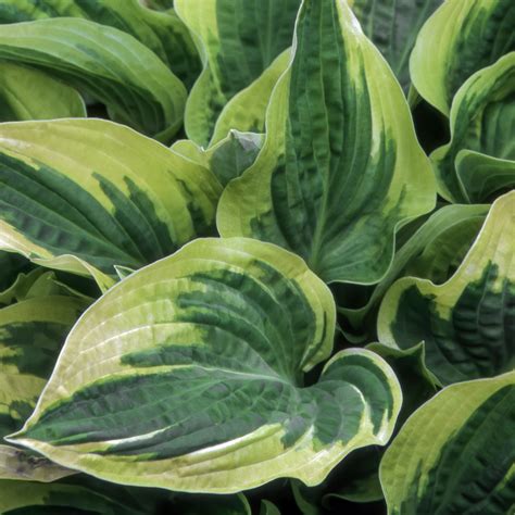 Hosta Wide Brim Lake Of Bays Garden Centre