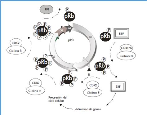 Regulacion Del Ciclo Celular Por La Prb Interacci N Prb Ciclinas