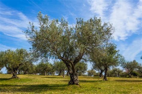 Different Types Of Olive Trees With Pictures House Grail