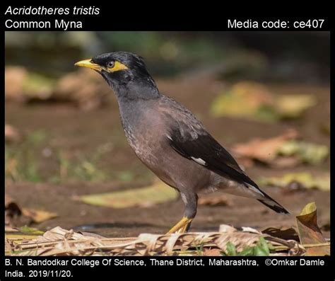 Acridotheres Tristis Linnaeus Common Myna Birds