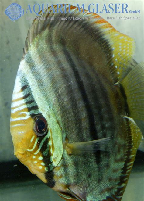 Symphysodon Discus Heckel Nova Olinda Aquarium Glaser GmbH