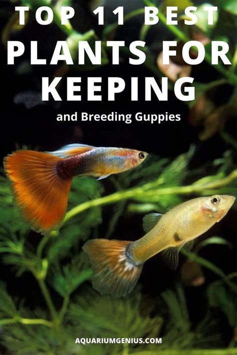 Top 11 Best Plants For Keeping And Breeding Guppies Cool Plants Planted Aquarium Fertilizer