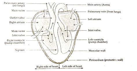 Draw A Labelled Diagram Of Human Heart Molecular Orbital Diagrams Khan Academy