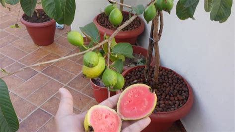 Primeira Colheita P De Goiaba Produzindo Muito Em Vazo Frutiferas Em