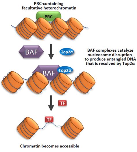 Top And The Baf Complex Cooperate To Facilitate Access To Facultative