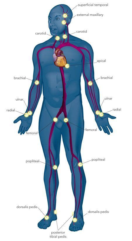 Pulse Points Nursing School Survival Medical School Essentials