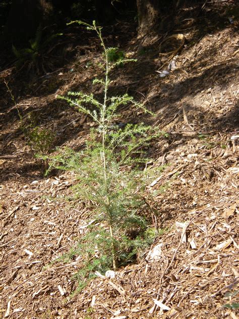 Western Hemlock Tsuga Heterophylla Native Plants Pnw