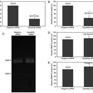 Sirna Mediated Gene Silencing Efficiency In Hucca Cells A