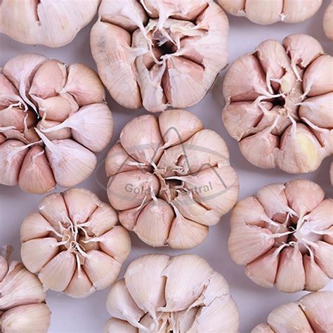 Natural Fresh Garlic Chinese Normal White Garlic Pure White Garlic